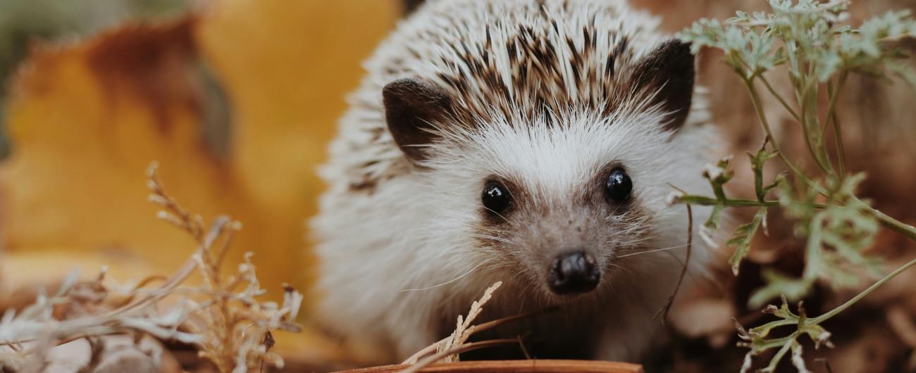 Ein Igel