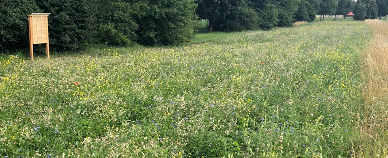 Blühwiese, Insekten, AVA, Augsburg, Foto: AVA