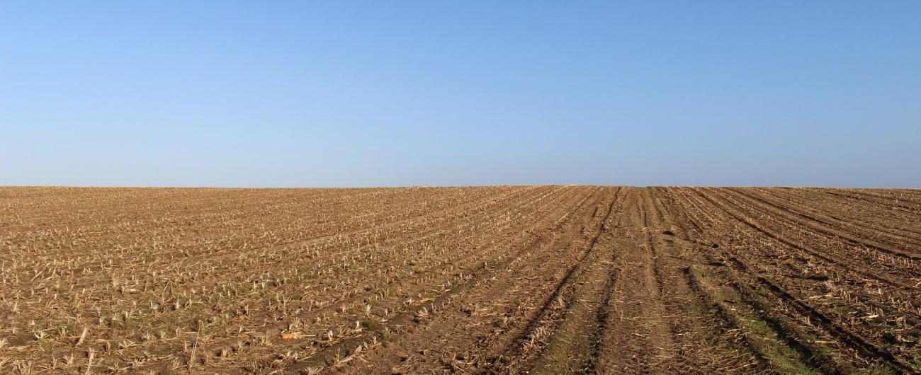 Abgeerntetes Maisfeld