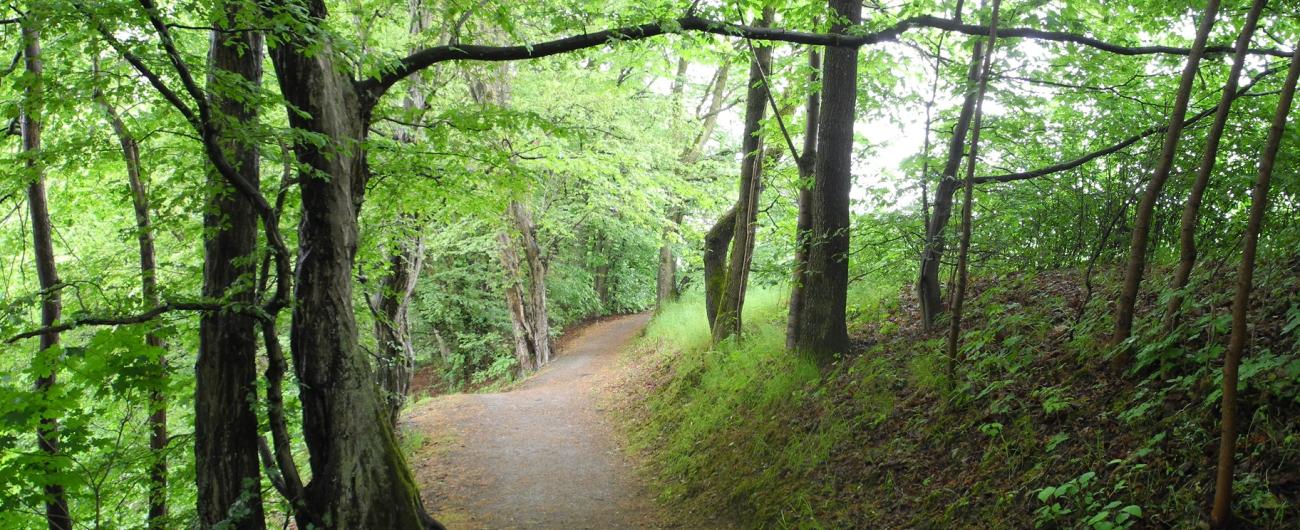 Wald, Foto: Cynthia Matuszewski