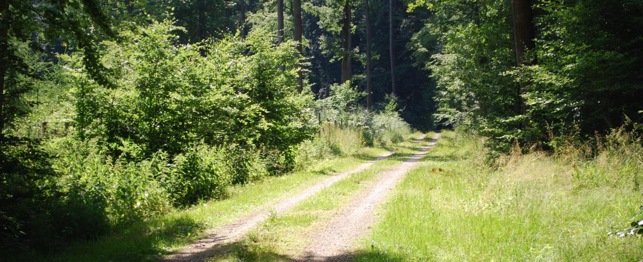 Wald, Foto: Cynthia Matuszewski