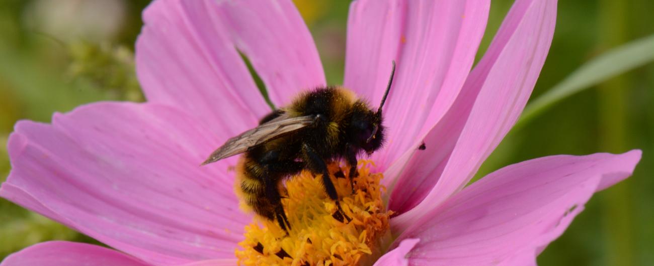 Biene, Foto: Arn Matuszewski, Biodiversität,