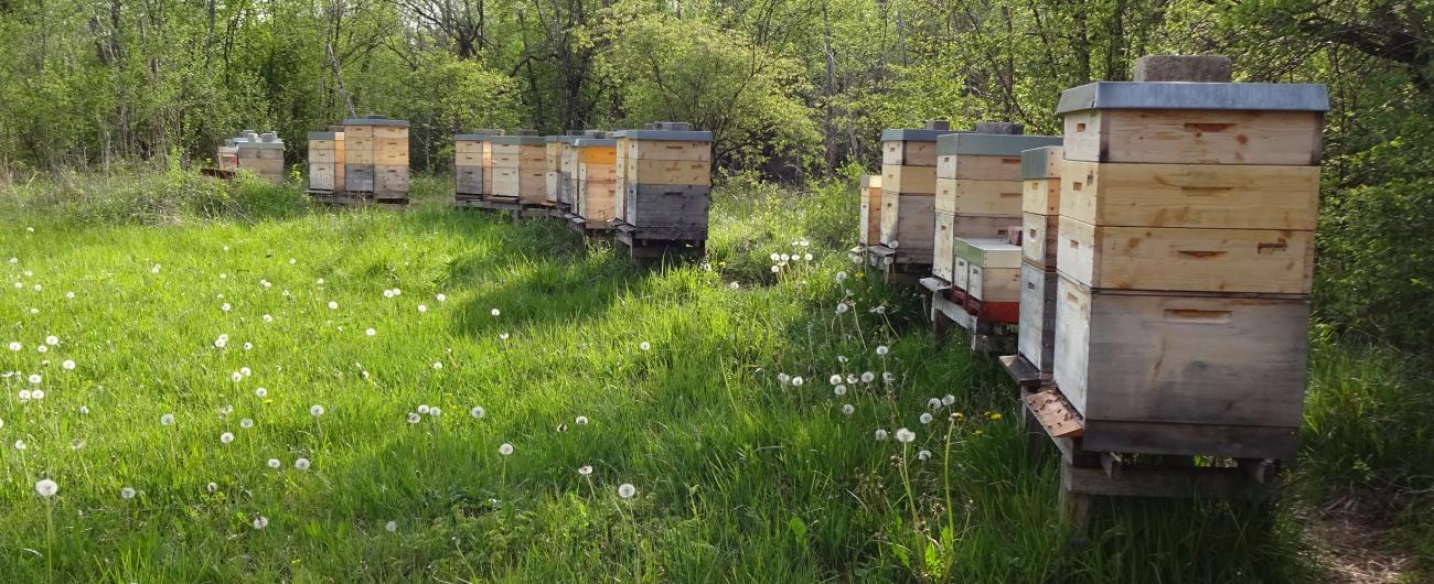 Bienenstöcke. Foto: Honigsammler Wehringen 