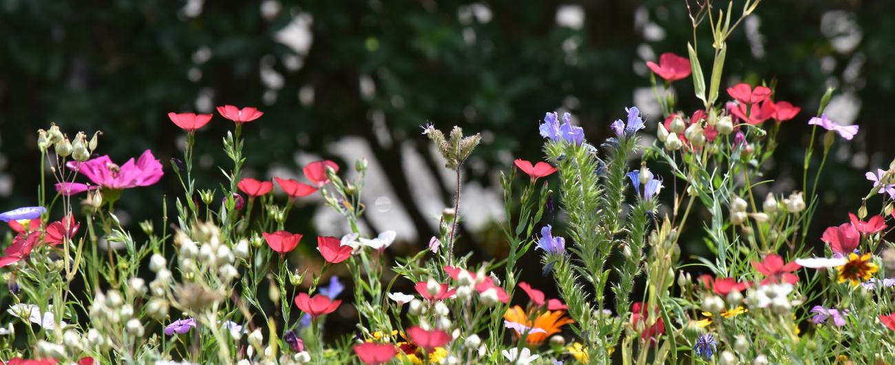 Blumenwiese für Insekten. Foto: Cynthia Matuszewski