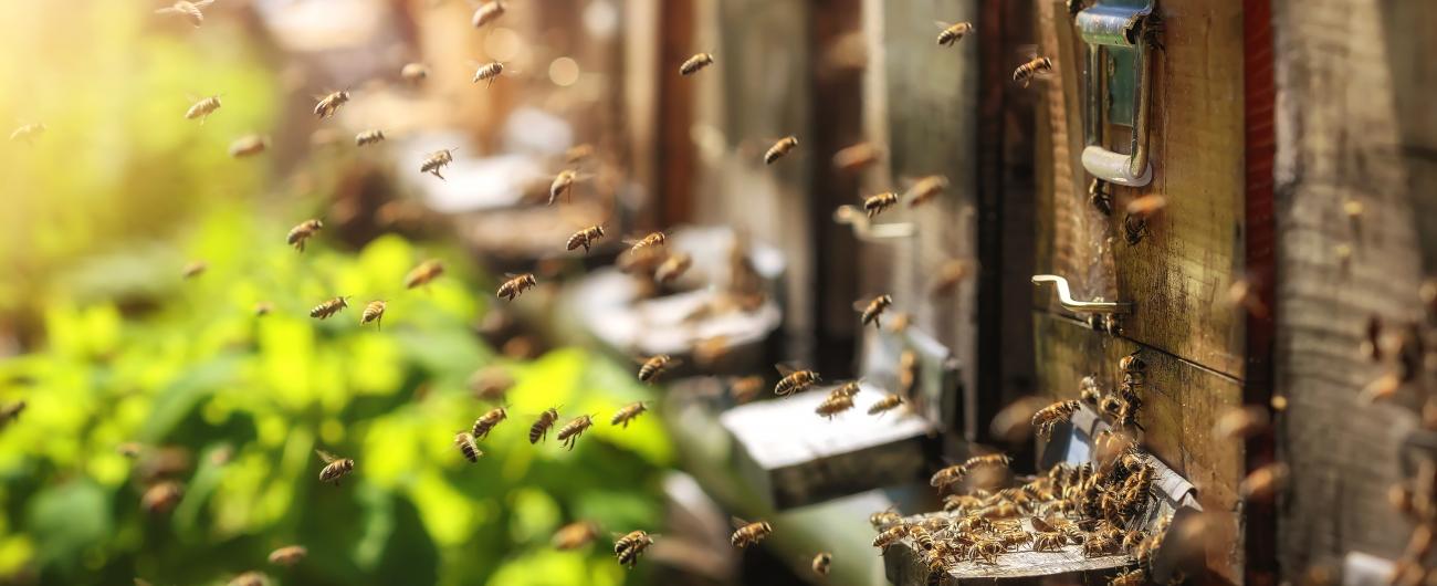 Bienen im Anflug auf ihren Bienenstock. Foto: fotolia_fotografiero Bienen im Anflug auf ihren Bienenstock. Foto: fotolia_fotografiero