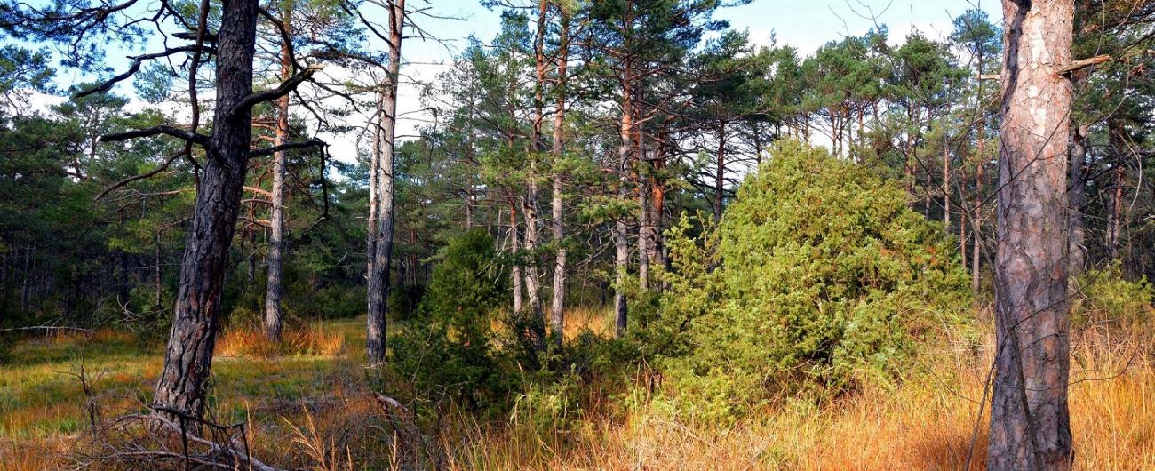 Kiefernwald in Augsburg.