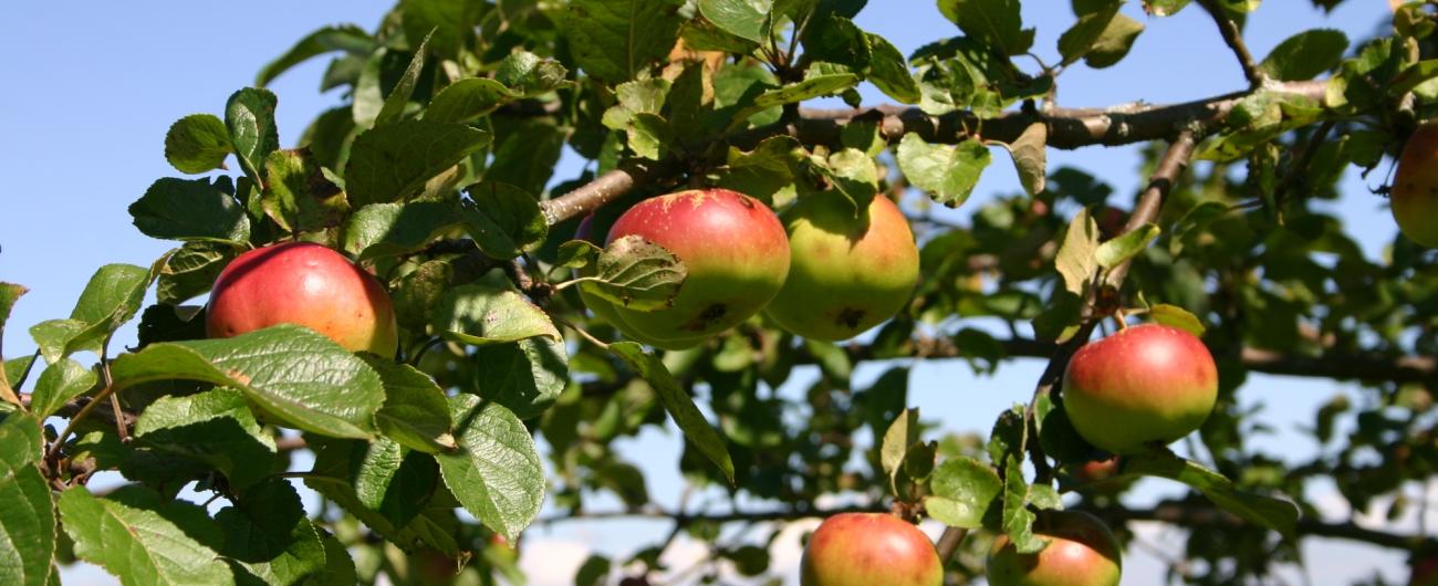 Streuobstwiesen liefern nicht nur die Ernte für leckeren Apfelsaft aus der Region, sondern erhalten und schützen auch bedrohte Ökosysteme. Foto: Marianne Wagner 