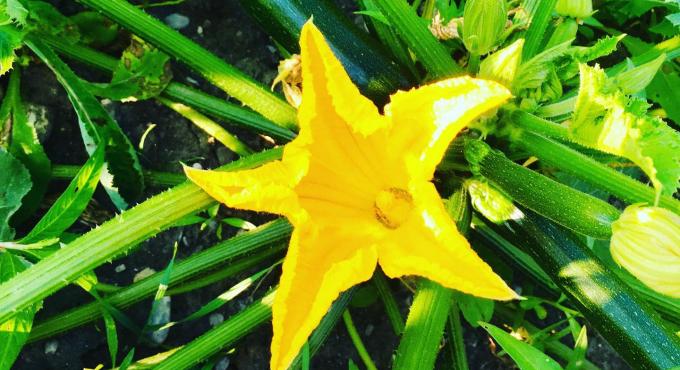 Zucchini Blüte auf dem Feld der Gärtnerei Koch Lechhausen.