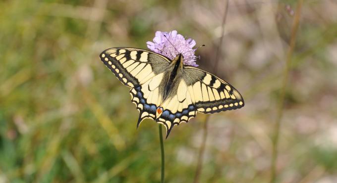 Schmetterling, Schwalbenschwanz, Foto: Cynthia Matuszewski