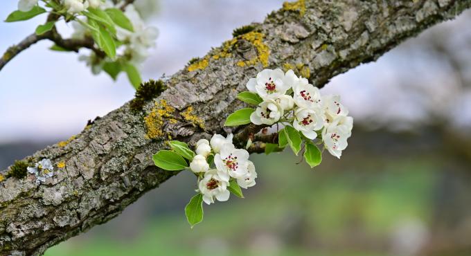 Blüte eines Obstbaumes, Foto: Cynthia Matuszewski