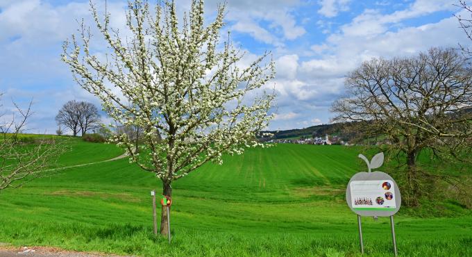 Streuobstweg in Langenneufnach, insektenfreundlich, Westliche Wälder