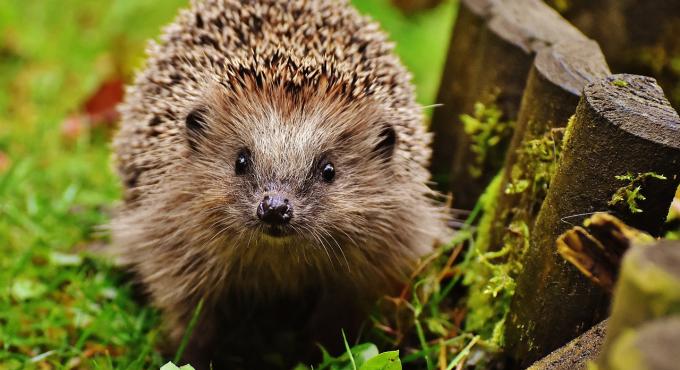 Igel in der Natur. Bild von Alexas_Fotos auf pixabay