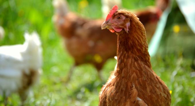 Hühner des Biohofs Schedler auf der Wiese