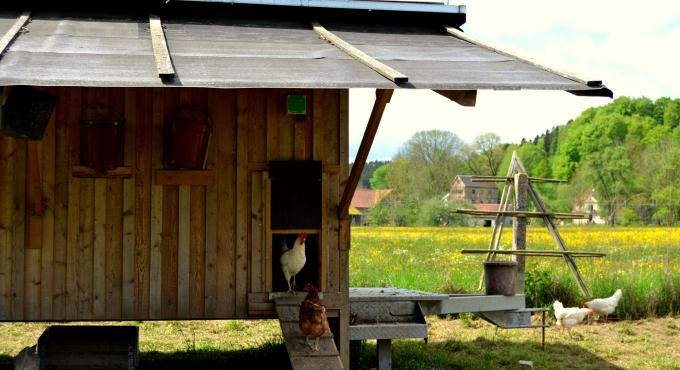 Hühnerstall des Biohof Schedler