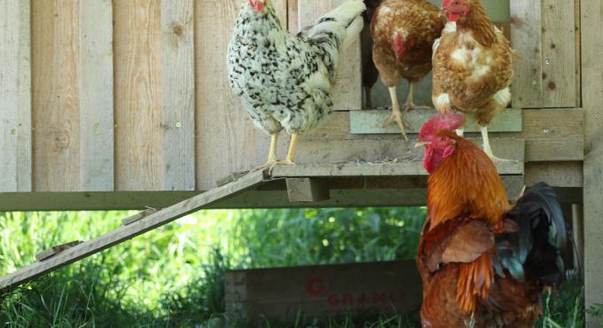 Hühnerstall der Familie Schedler