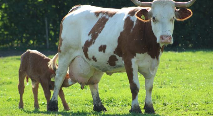 Kühe vom Biohof Schedler auf der Weide
