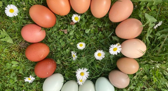 Eier in verschiedenen Schattierungen liegen im Kreis auf einer Blumenwiese.