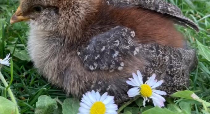 Kücken in der Wiese.