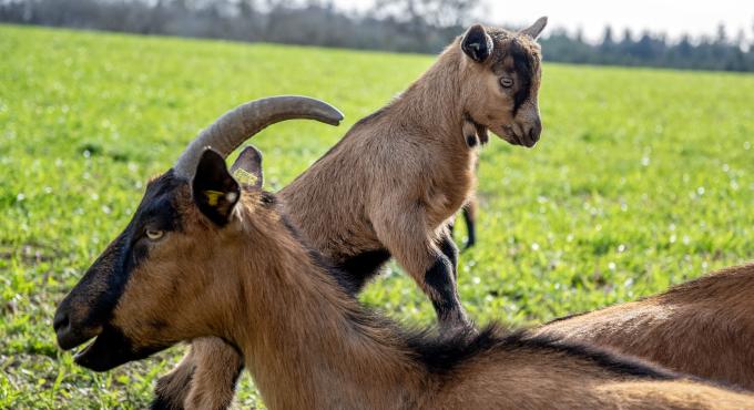 Ziegen auf Schloss Blumenthal