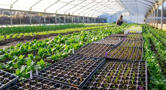 Solidarische Landwirtschaft (Solawi) Schloss Blumenthal