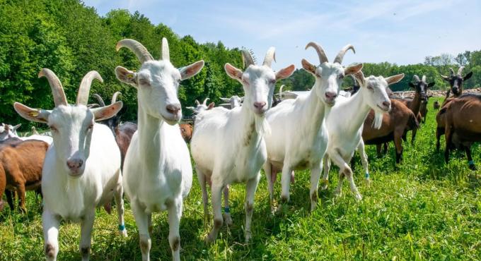 Ziegen Bio-Landwirtschaft bei Schloss Blumenthal