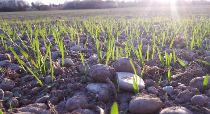 Aussaat auf dem Feld des Brunnenbachhof
