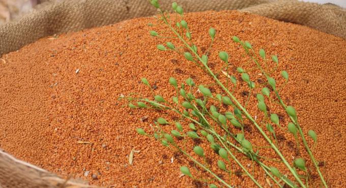 Ein Sack voller Leindotter-Samen auf dem Hof der Ölmühle Kappelbauer.