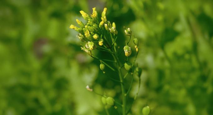 Die Pflanze Leindotter auf der Ölmühle Kappelbauer.