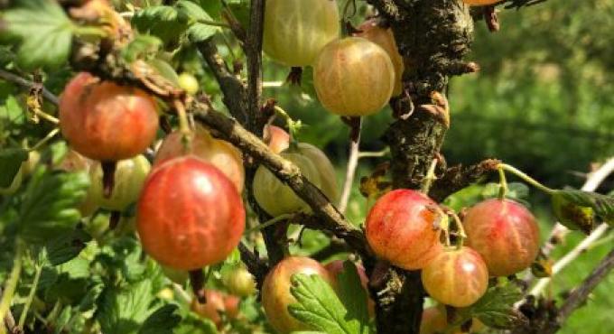 Stachelbeeren auf Christophs Biohof