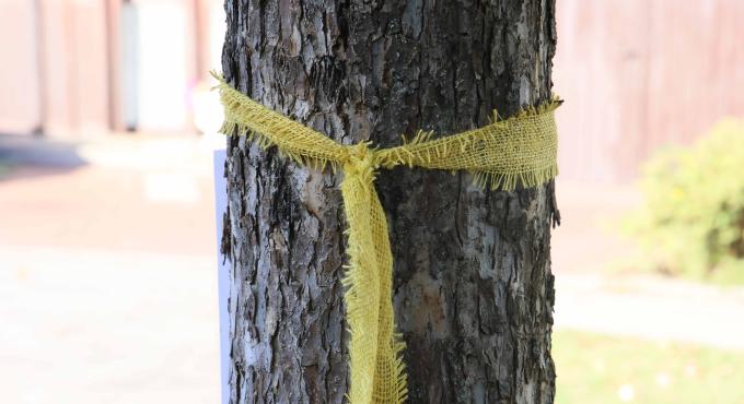 Das Bild zeigt eine gelbes Band aus Leinen, dass um den Stamm eines Apfelbaumes gebunden ist. Bild Julia Pietsch