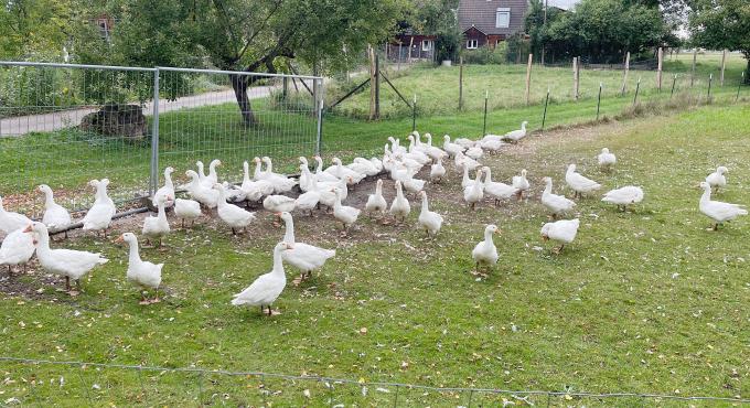 Gänse auf dem Hollerhof in der Wellenburger Allee in Augsburg.