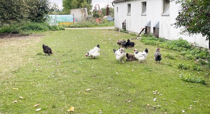 Hühner auf dem Hollerhof in Augsburg in der Wellenburger Allee.