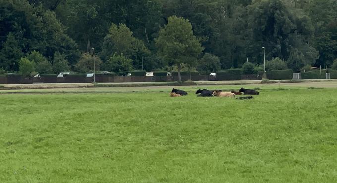Angus-Rinder auf der Weider des Hollerhofes in Augsburg Wellenburger Allee.