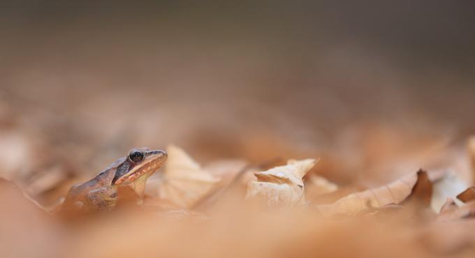 Foto von einem Grasfrosch im Laub. Der Grasfrosch ist im Fokus der Hintergrund ist unscharf.