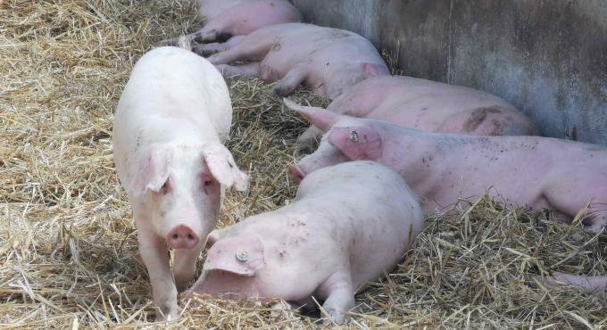 Strohschweine der Bio-Metzgerei Tagwerk. Foto: Manuela Praxl