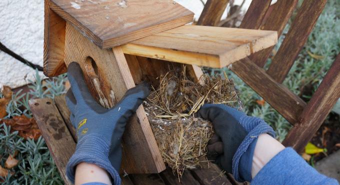Das Bild zeigt wie altes Nistmaterial per Hand aus einem Nistkasten entfernt wird. Bild von Peter Bria, LBV.