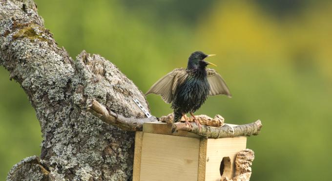 Das Bild zeigt einen jungen Star-Vogel, der auf dem Dach eines Nistkastens sitzt, seine Flügel ausbreitet und den Schnabel weit geöffnet hat. Bild von Rosl Roessner, LBV.