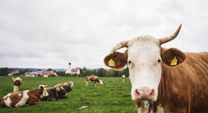 Kuh und Kalb auf der Weide