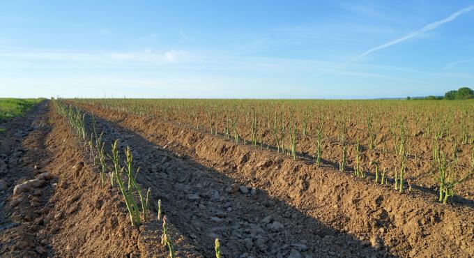 Weitläufiges Spargelfeld mit aufgehäufelten Dammreihen und jungen Sprossen unter blauem Himmel.