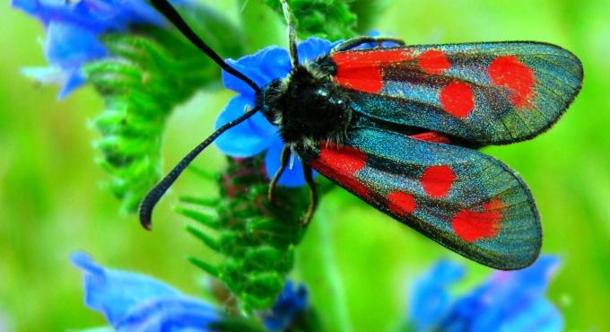 Beilfleck-Widderchen, Schmetterling, Augsburg, Foto: Landschaftspflegeverband Augsburg