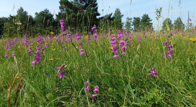 Königsbrunner Heide, Augsburg, Foto: Landschaftspflegeverband Augsburg,