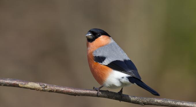 Gimpel, Foto Marcus Bosch, LBV