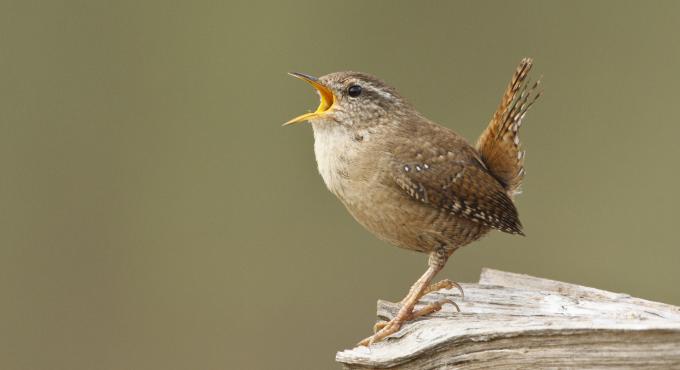 Zaunkönig, Foto Rosl Rössner, LBV