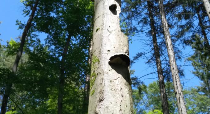 Westliche Wälder, Augsburg, Foto Cynthia Matuszewski