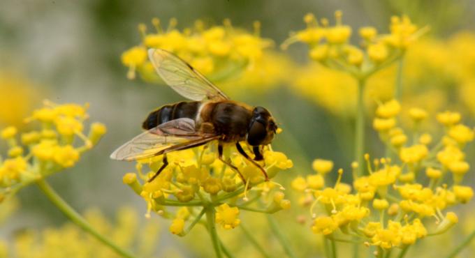 Biene. Foto Arn Matuszewski