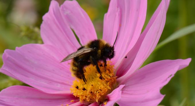 Biene, Foto: Arn Matuszewski, Biodiversität,