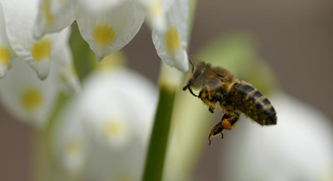 Foto: Senser Druck, Bienen, Wildbienen
