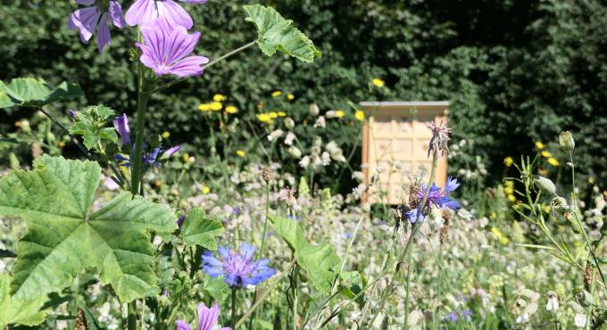 Blühwiese, Insekten, AVA, Augsburg, Foto: AVA