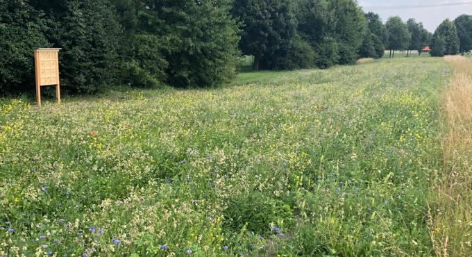 Blühwiese, Insekten, AVA, Augsburg, Foto: AVA