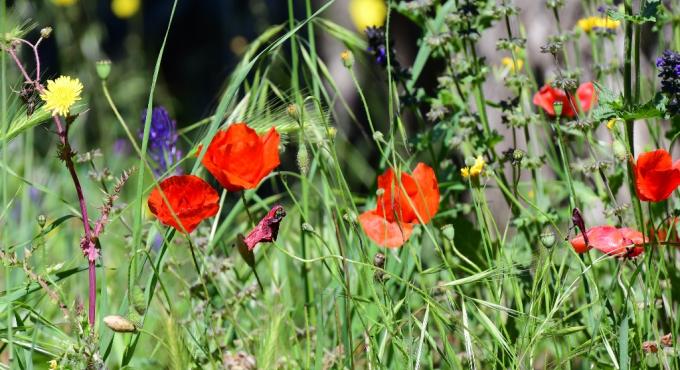 Blumenwiese Foto Cynthia Matuszewski